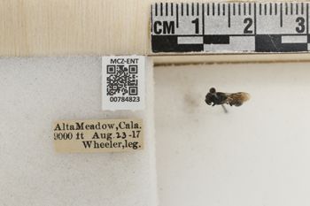 Media type: image;   Entomology 784823 Aspect: labels